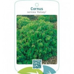 Cornus sericea ‘Kelseyi’