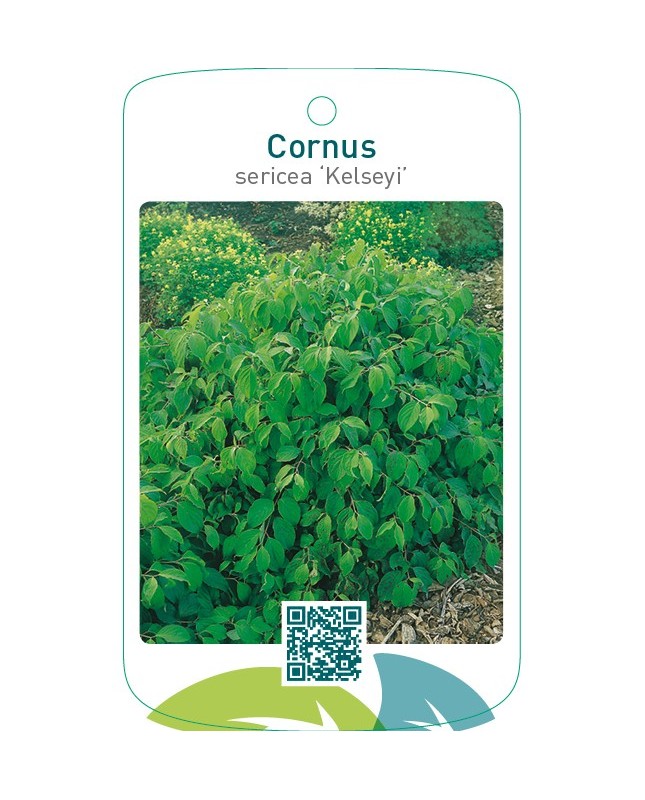 Cornus sericea ‘Kelseyi’