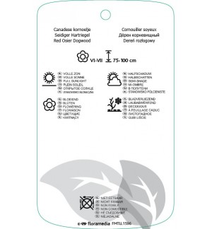 Etichette di Cornus sericea ‘Kelseyi’ *