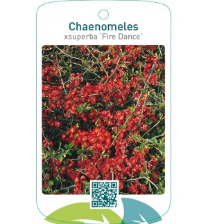 Chaenomeles xsuperba ‘Fire Dance’