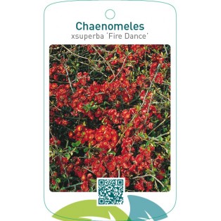 Chaenomeles xsuperba ‘Fire Dance’