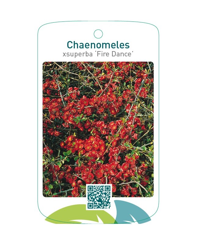 Chaenomeles xsuperba ‘Fire Dance’