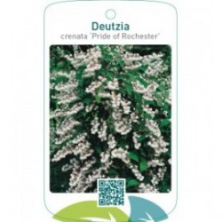 Deutzia crenata ‘Pride of Rochester’