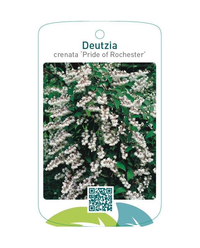 Deutzia crenata ‘Pride of Rochester’