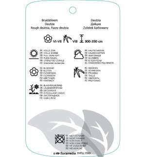 Etichette di diutzia crenata ‘Pridi of Rochester’ *