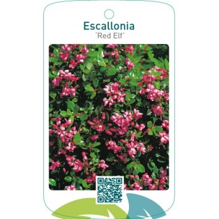 Escallonia ‘Red Elf’