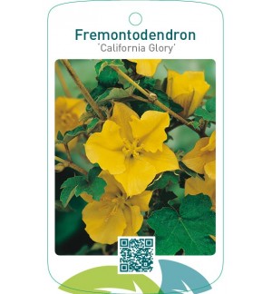 Fremontodendron ‘California Glory’
