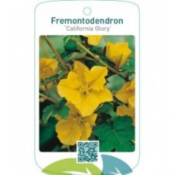 Fremontodendron ‘California Glory’