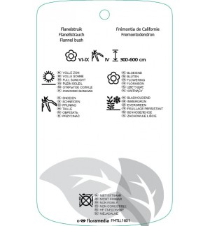 Etichette di Fremontodindron ‘California Glory’ *