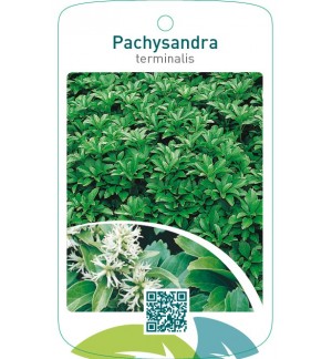 Pachysandra terminalis
