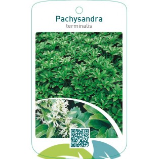 Pachysandra terminalis