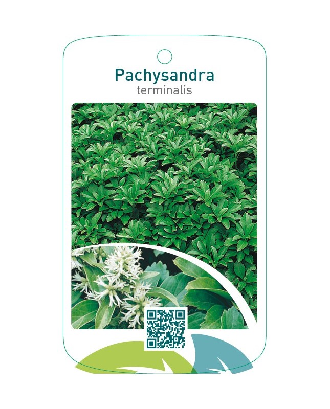 Pachysandra terminalis