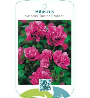 Hibiscus syriacus ‘Duc de Brabant’