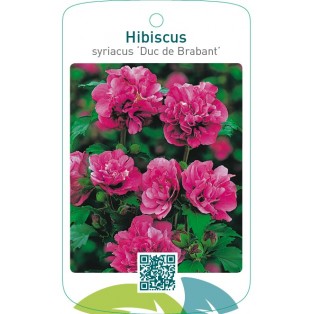 Hibiscus syriacus ‘Duc de Brabant’