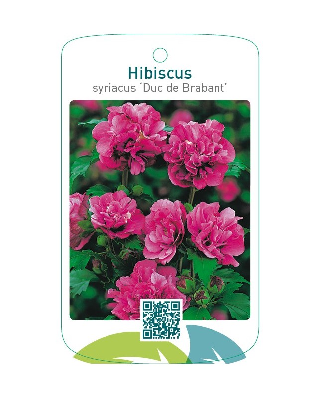Hibiscus syriacus ‘Duc de Brabant’