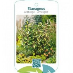 Elaeagnus xebbingei ‘Limelight’