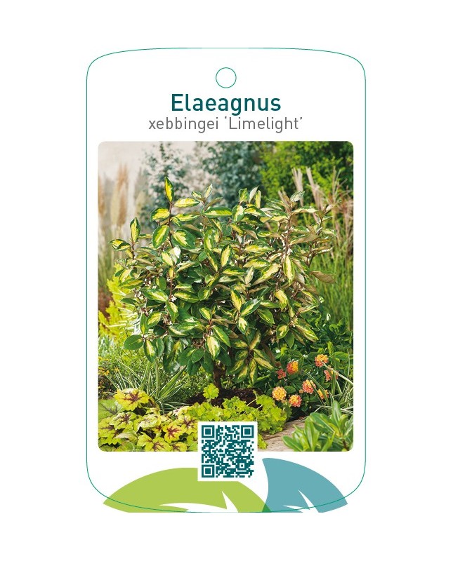 Elaeagnus xebbingei ‘Limelight’