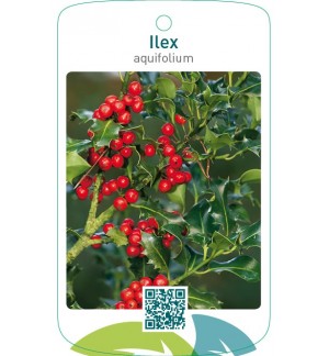 Ilex aquifolium