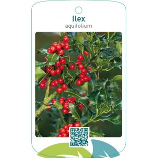 Ilex aquifolium