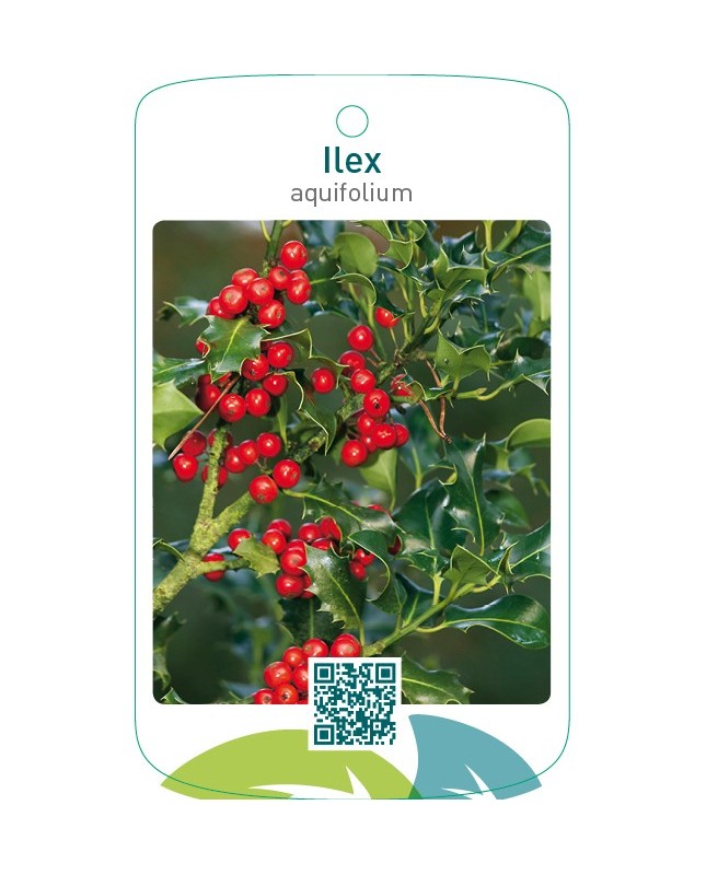 Ilex aquifolium