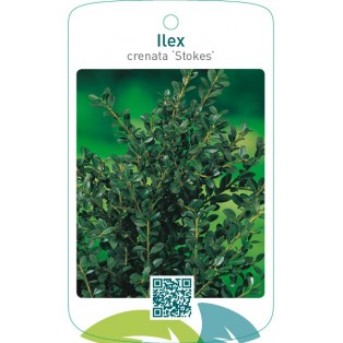 Ilex crenata ‘Stokes’