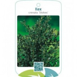 Ilex crenata ‘Stokes’