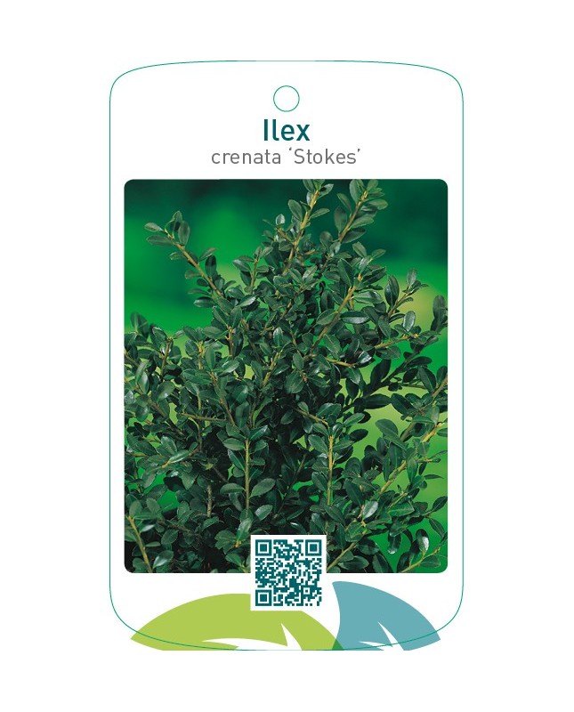 Ilex crenata ‘Stokes’