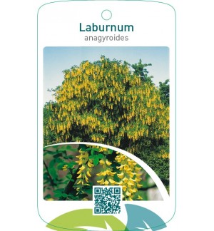 Laburnum anagyroides
