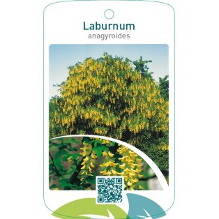 Laburnum anagyroides