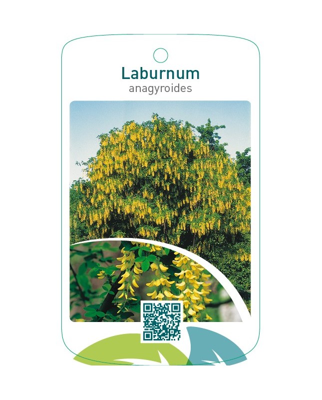 Laburnum anagyroides