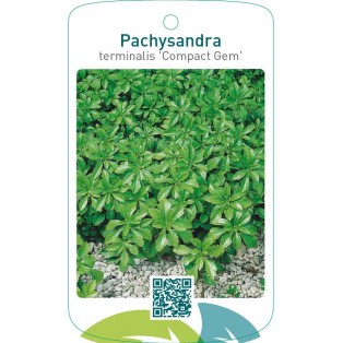 Pachysandra terminalis ‘Compact Gem’