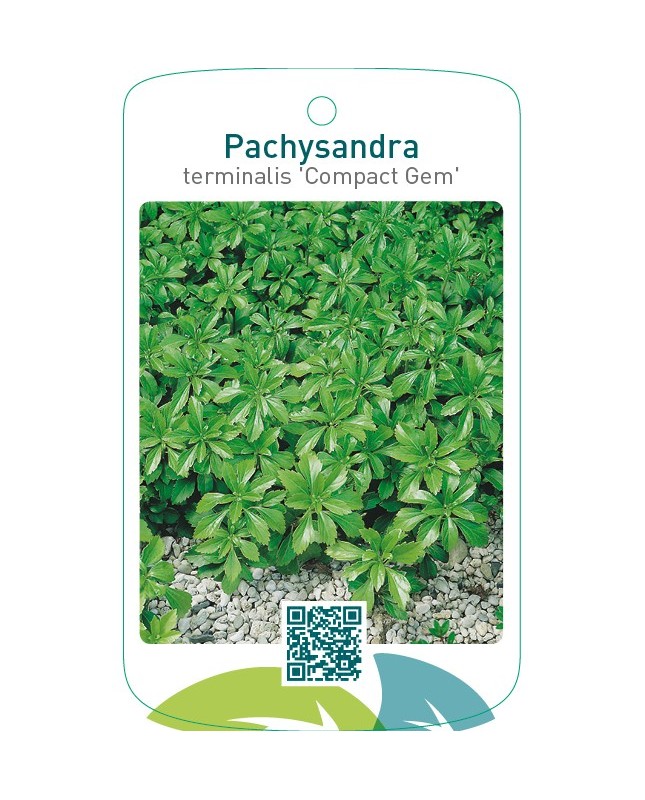 Pachysandra terminalis ‘Compact Gem’
