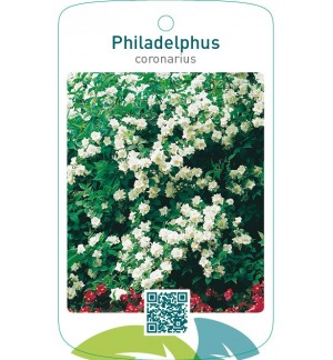 Philadelphus coronarius