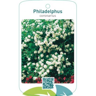 Philadelphus coronarius