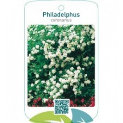 Philadelphus coronarius