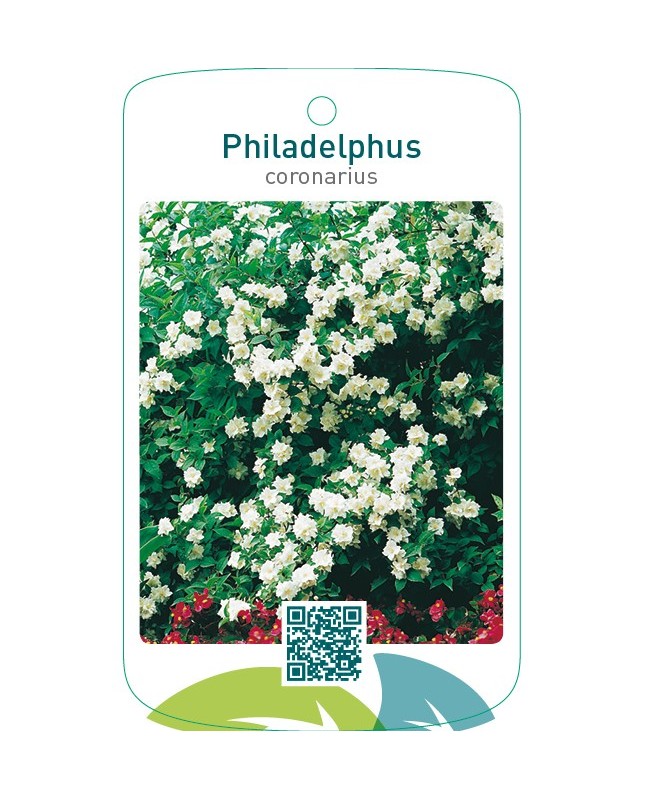 Philadelphus coronarius