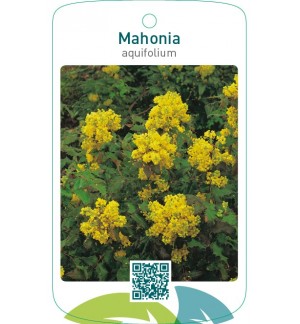 Mahonia aquifolium