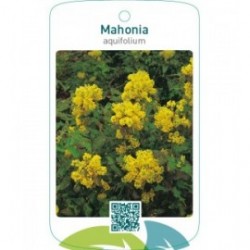 Mahonia aquifolium