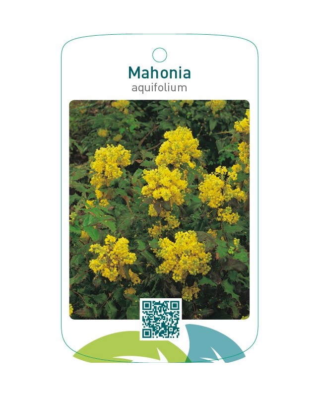 Mahonia aquifolium