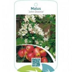 Malus ‘John Downie’