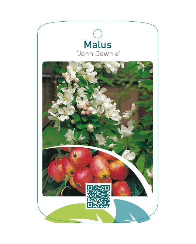 Malus ‘John Downie’