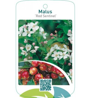 Malus ‘Red Sentinel’