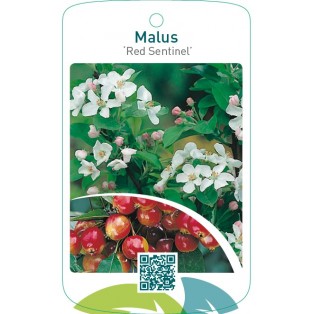 Malus ‘Red Sentinel’
