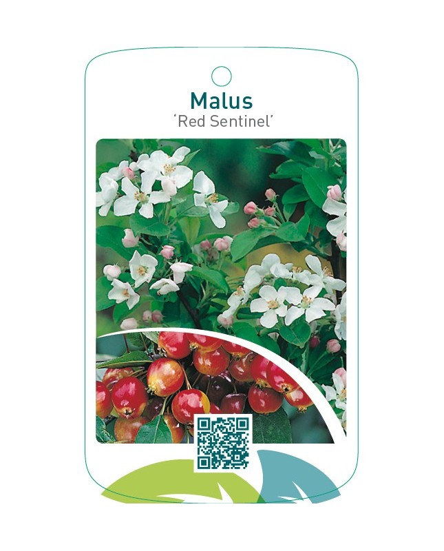 Malus ‘Red Sentinel’