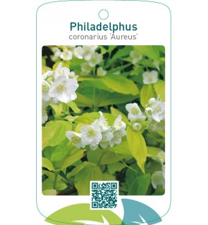 Philadelphus coronarius ‘Aureus’