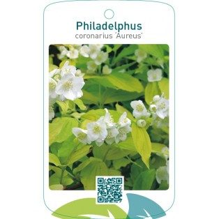 Philadelphus coronarius ‘Aureus’