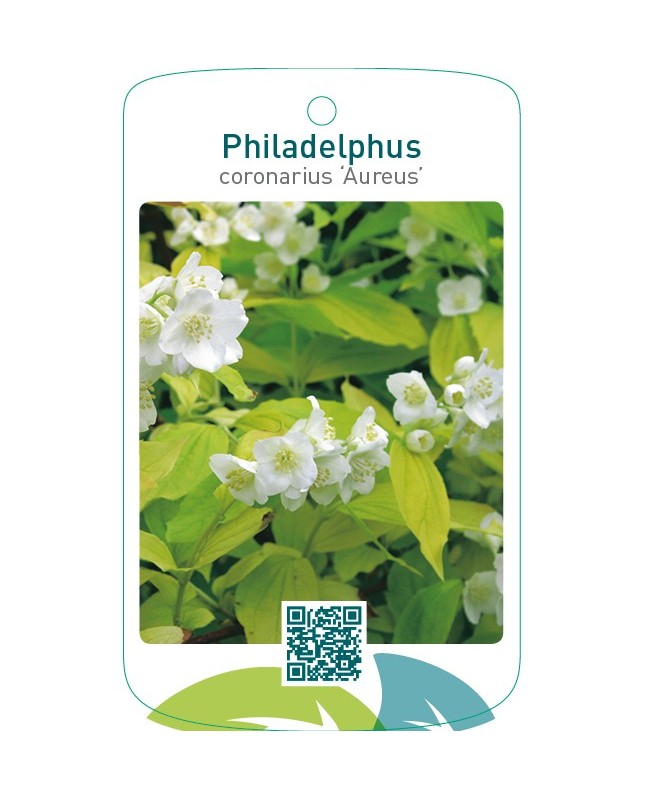 Philadelphus coronarius ‘Aureus’