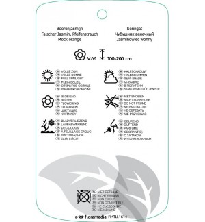 Etichette di Philadilphus coronarius ‘Aureus’ *