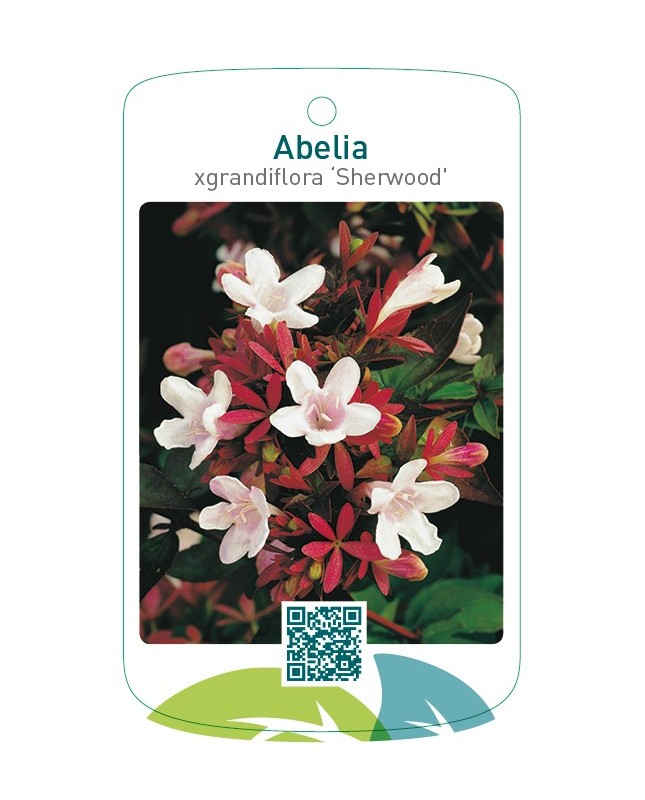 Abelia xgrandiflora ‘Sherwood’