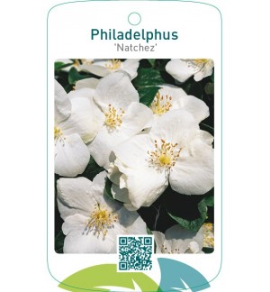 Philadelphus ‘Natchez’